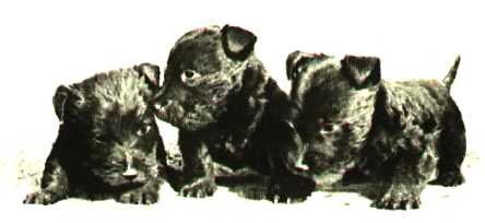 pup art